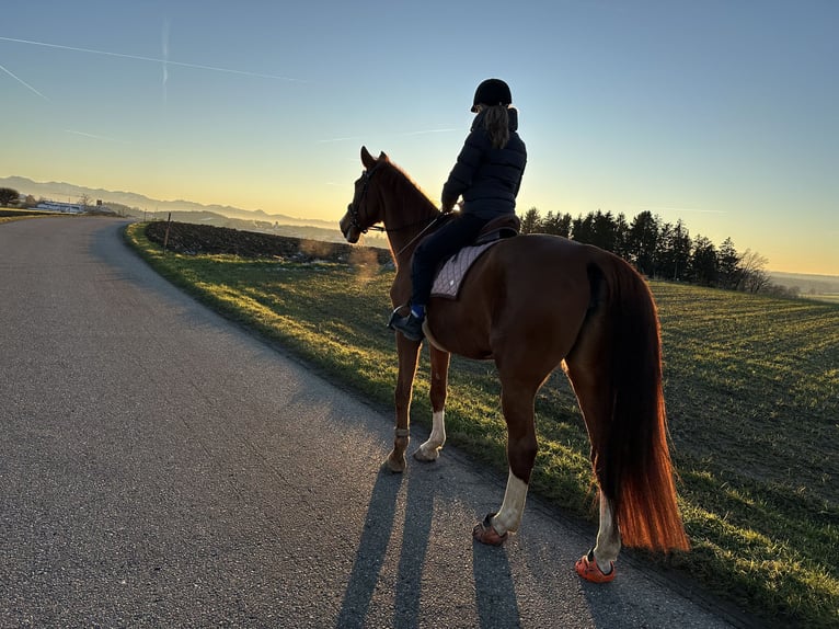 Wuerttemberg Mare 18 years 17 hh Chestnut-Red in Tuntenhausen