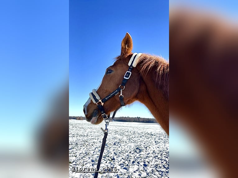 Wuerttemberg Mare 18 years 17 hh Chestnut-Red in Tuntenhausen