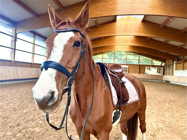 Wuerttemberg Mare 18 years 17 hh Chestnut-Red in Tuntenhausen