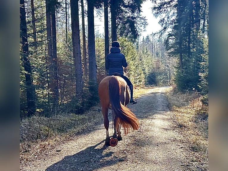 Wuerttemberg Mare 18 years 17 hh Chestnut-Red in Tuntenhausen