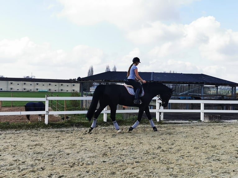 Wuerttemberg Mare 19 years 16,3 hh Smoky-Black in Beselich