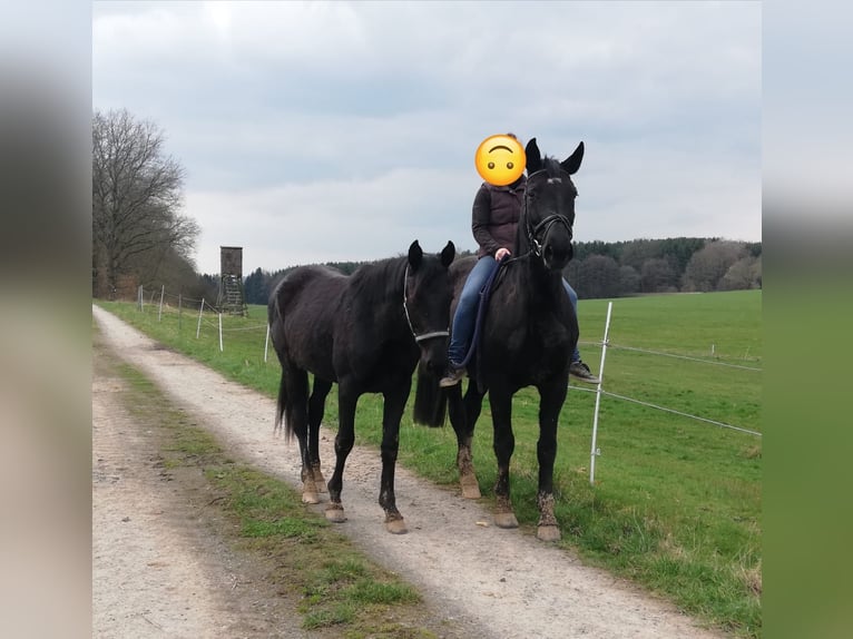 Wuerttemberg Mare 19 years 16,3 hh Smoky-Black in Beselich