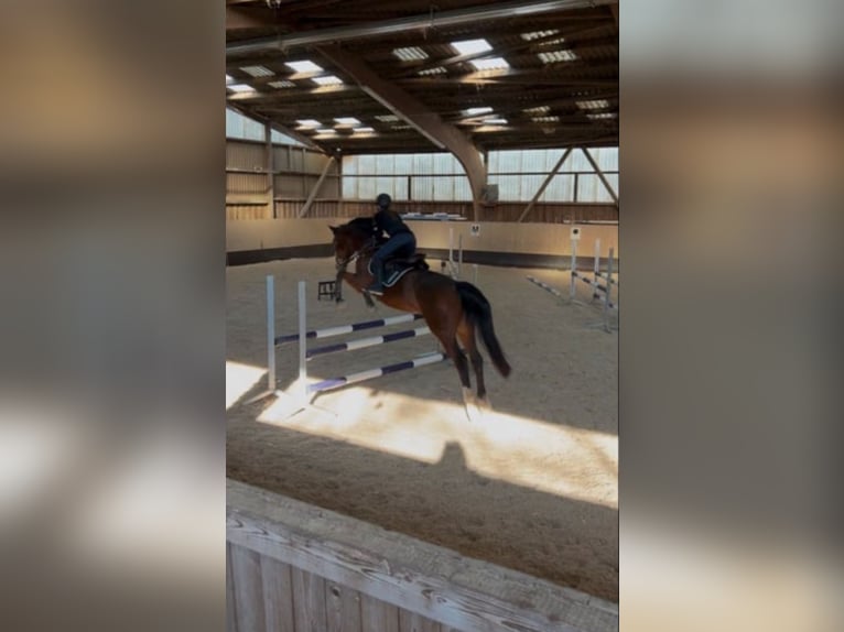 Wuerttemberg Mare 19 years 16 hh Brown in Nürtingen Wuerttemberg Mare 19 years 16 hh Brown in Nürtingen