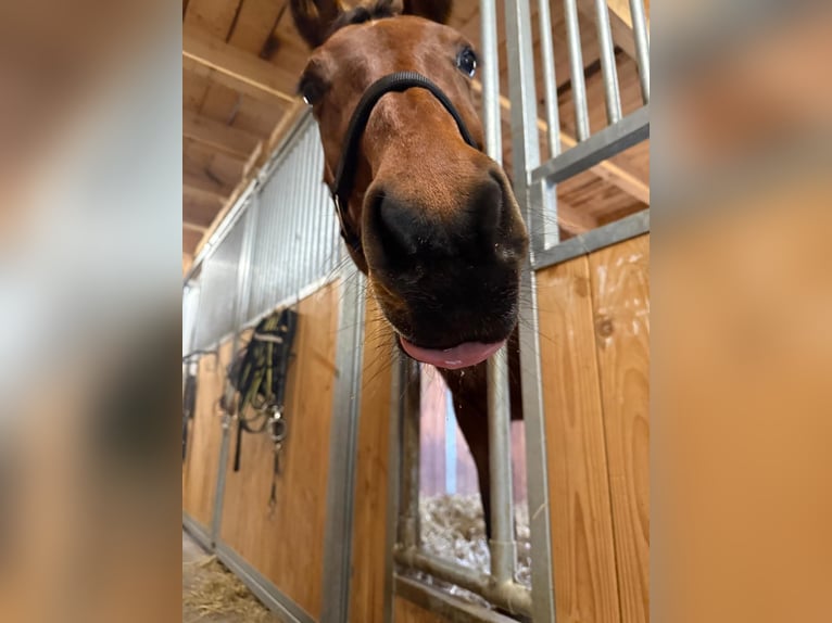 Wuerttemberg Mare 19 years 16,1 hh Brown in Wettenberg