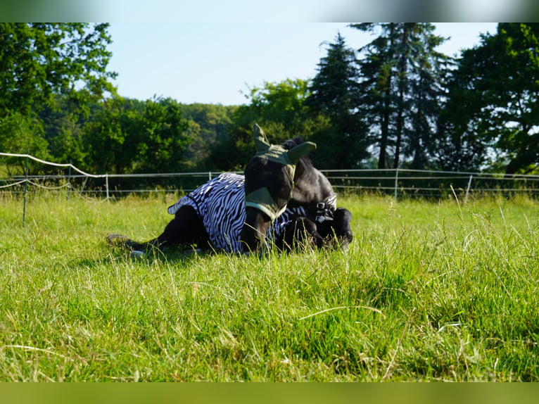 Wuerttemberg Mare 19 years 17 hh Smoky-Black in Beselich