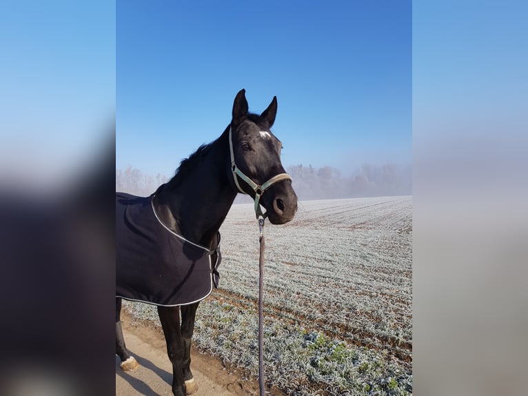 Wuerttemberg Mare 19 years 17 hh Smoky-Black in Beselich