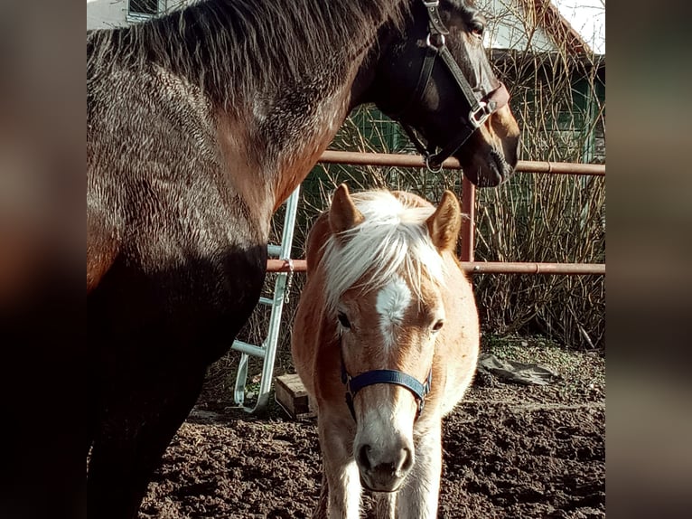 Wuerttemberg Mare 20 years 16 hh Bay-Dark in Essingen