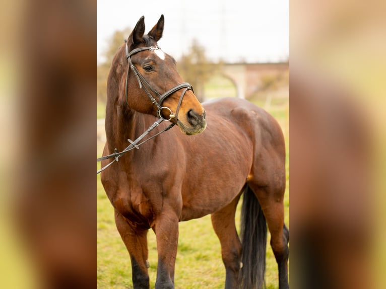 Wuerttemberg Mare 21 years 16,2 hh Brown in Herrenberg