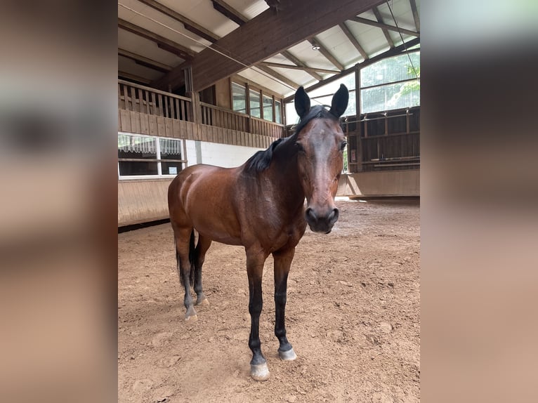 Wuerttemberg Mare 21 years 16 hh Brown in Wildberg