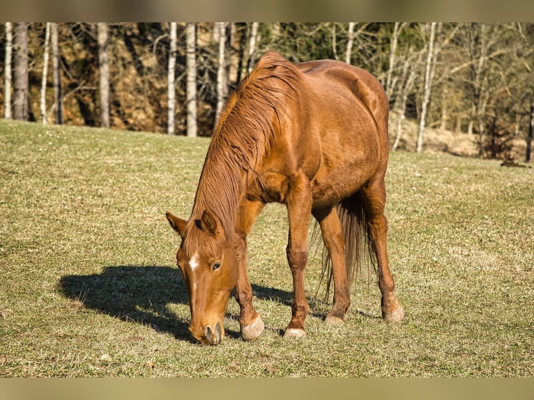 Wuerttemberg Mare 22 years 15,1 hh Chestnut-Red in Rottweil