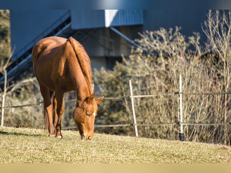 Wuerttemberg Mare 22 years 15,1 hh Chestnut-Red in Rottweil