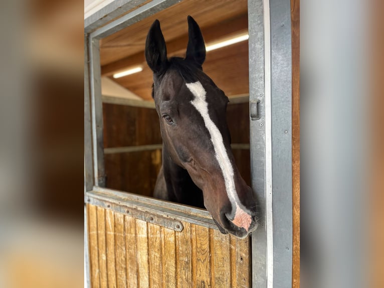 Wuerttemberg Mare 22 years 16 hh Brown in Emmering