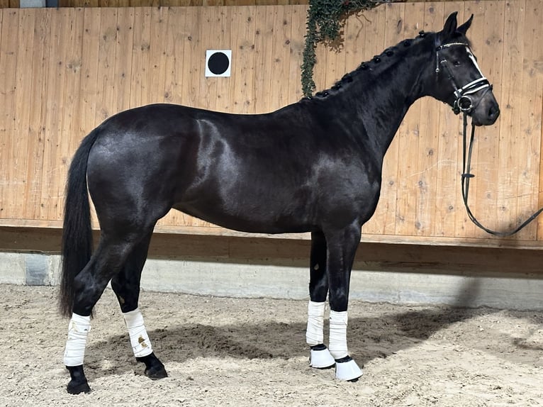 Wuerttemberg Mare 2 years 15,3 hh Black in Riedlingen