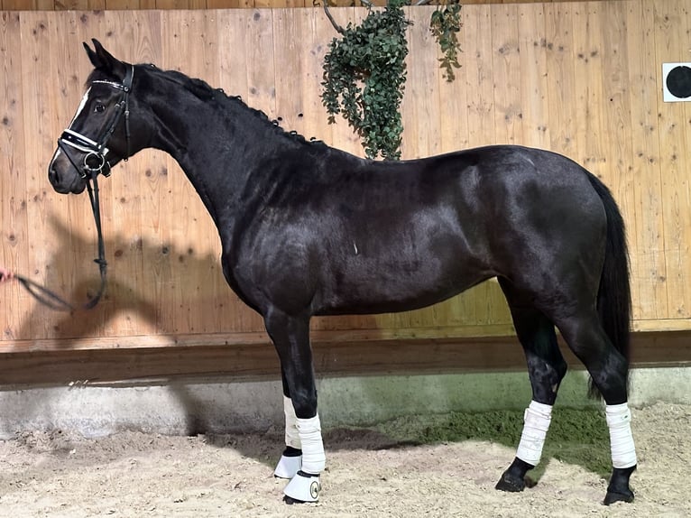 Wuerttemberg Mare 2 years 15,3 hh Black in Riedlingen