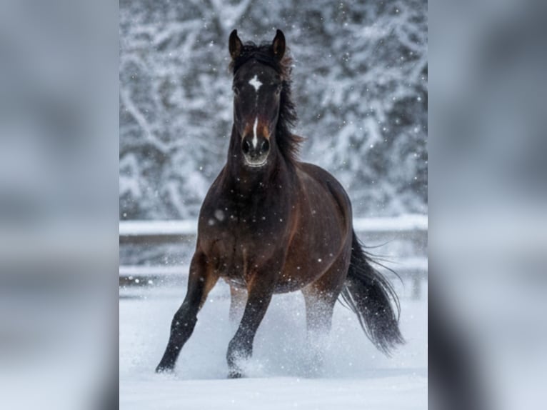 Wuerttemberg Mare 3 years 15.2 hh Bay-Dark in Griesstätt