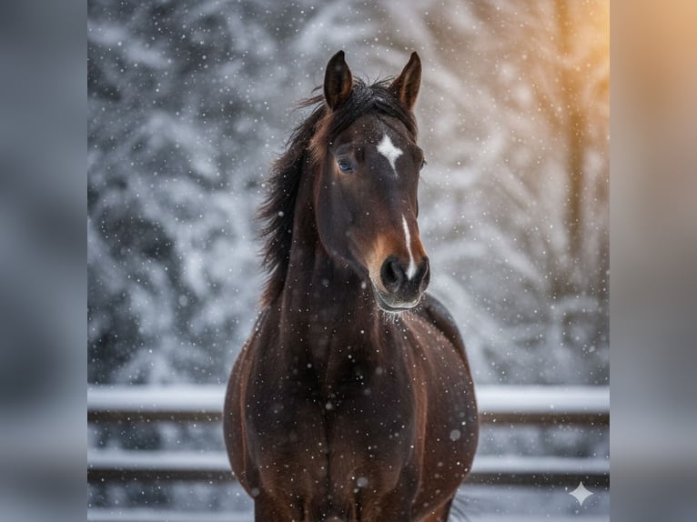 Wuerttemberg Mare 3 years 15.2 hh Bay-Dark in Griesstätt