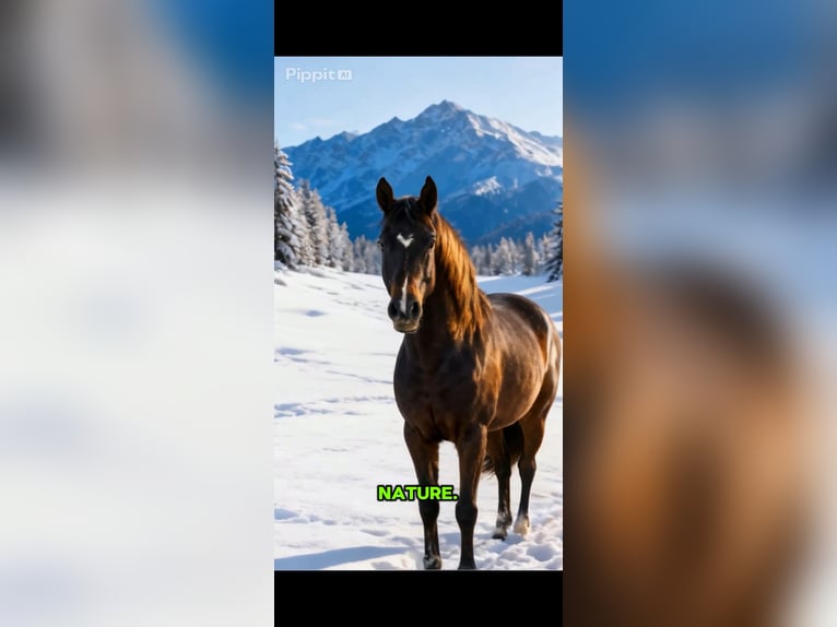 Wuerttemberg Mare 3 years 15,2 hh Bay-Dark in Griesstätt