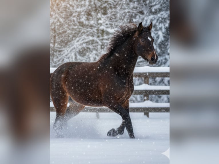 Wuerttemberg Mare 3 years 15,2 hh Bay-Dark in Griesstätt