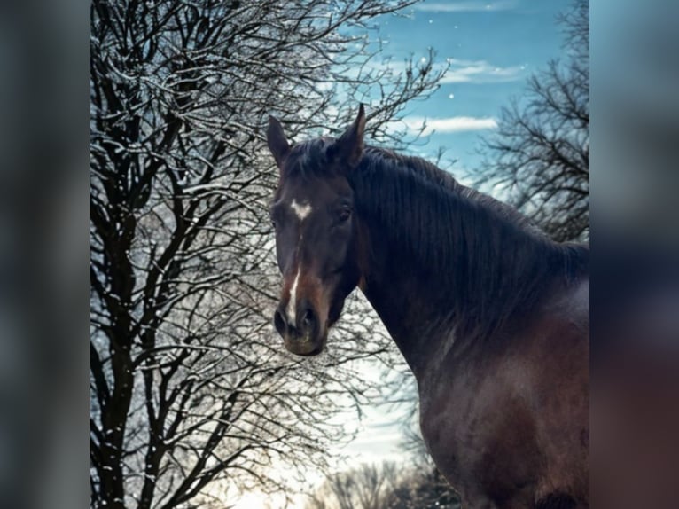 Wuerttemberg Mare 3 years 15,2 hh Bay-Dark in Griesstätt