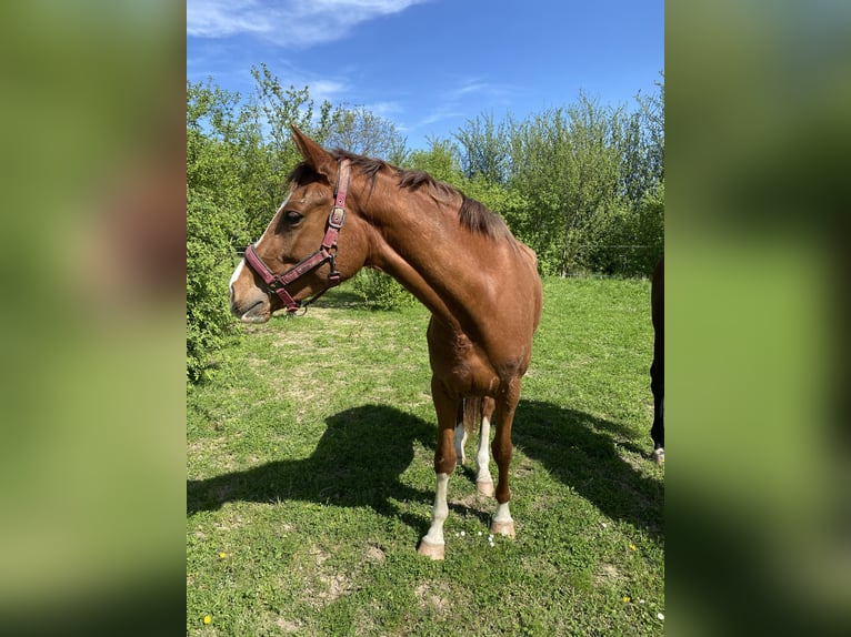 Wuerttemberg Mare 3 years 16 hh Chestnut-Red in Ditzingen