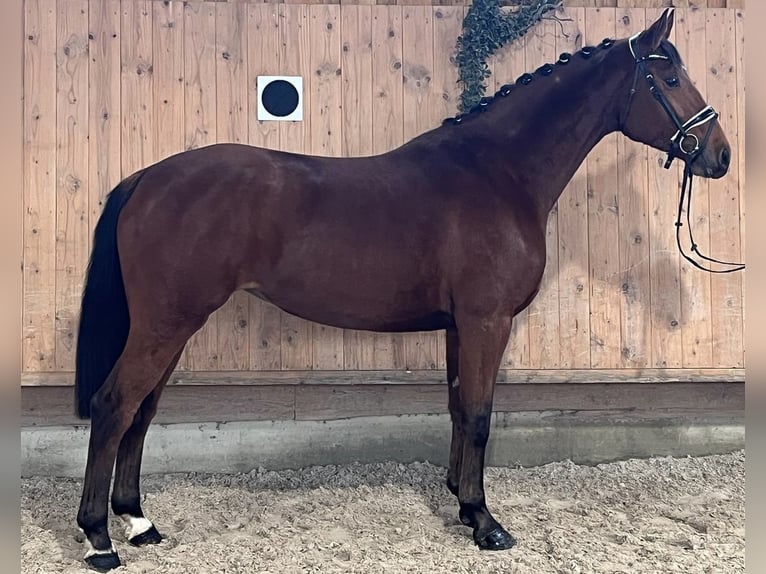 Wuerttemberg Mare 3 years 16,1 hh Brown in Riedlingen