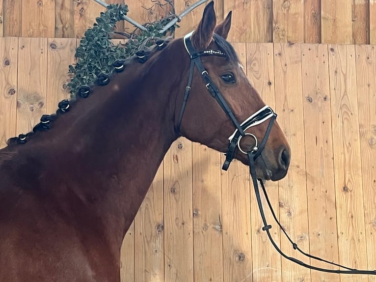 Wuerttemberg Mare 3 years 16,1 hh Brown in Riedlingen