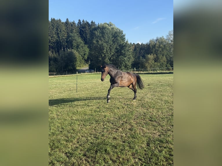 Wuerttemberg Mare 3 years Brown in WaldburgWaldburg