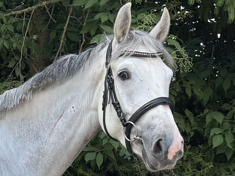 Wuerttemberg Mare 4 years 16,1 hh Grey in Illertissen