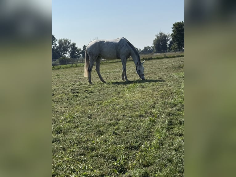 Wuerttemberg Mare 4 years 16,1 hh Grey in Illertissen