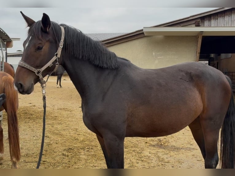 Wuerttemberg Mare 4 years 16,2 hh Brown in Giengen an der Brenz