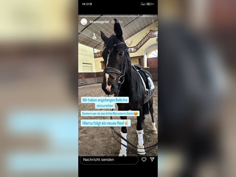 Wuerttemberg Mare 5 years 15,2 hh Smoky-Black in Alpen