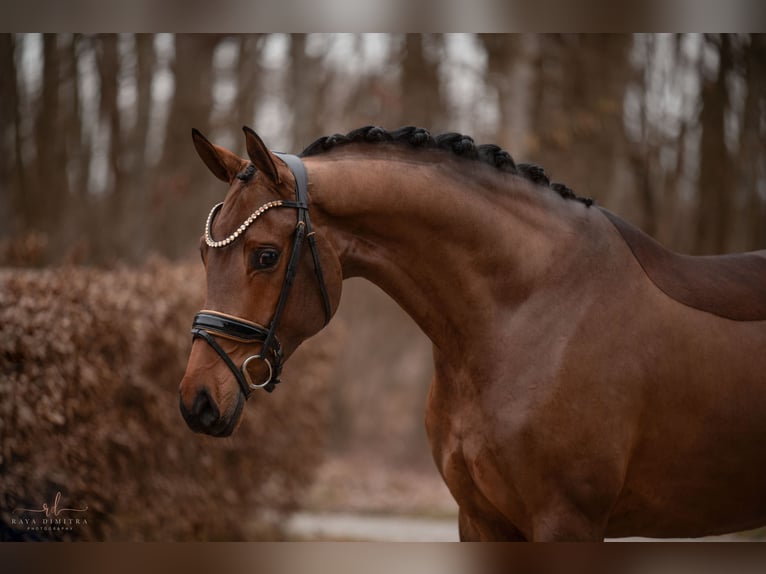 Wuerttemberg Mare 5 years 16,1 hh Brown in Wehringen