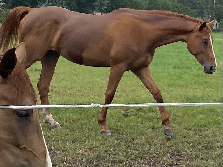 Wuerttemberg Mare 5 years 16,2 hh Chestnut-Red in Abstatt