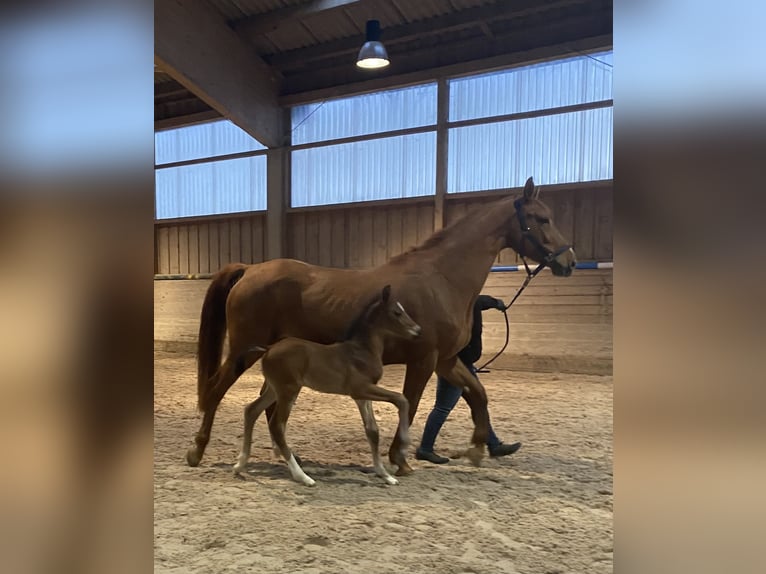 Wuerttemberg Mare 5 years 16,2 hh Chestnut-Red in Abstatt