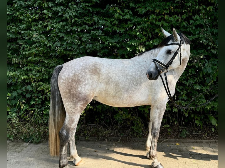 Wuerttemberg Mare 5 years 16,2 hh Gray in Ulm-Gögglingen