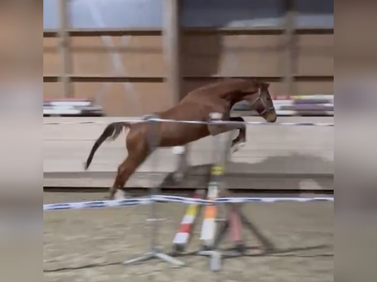 Wuerttemberg Mare 5 years 16,1 hh Chestnut-Red in Duggendorf