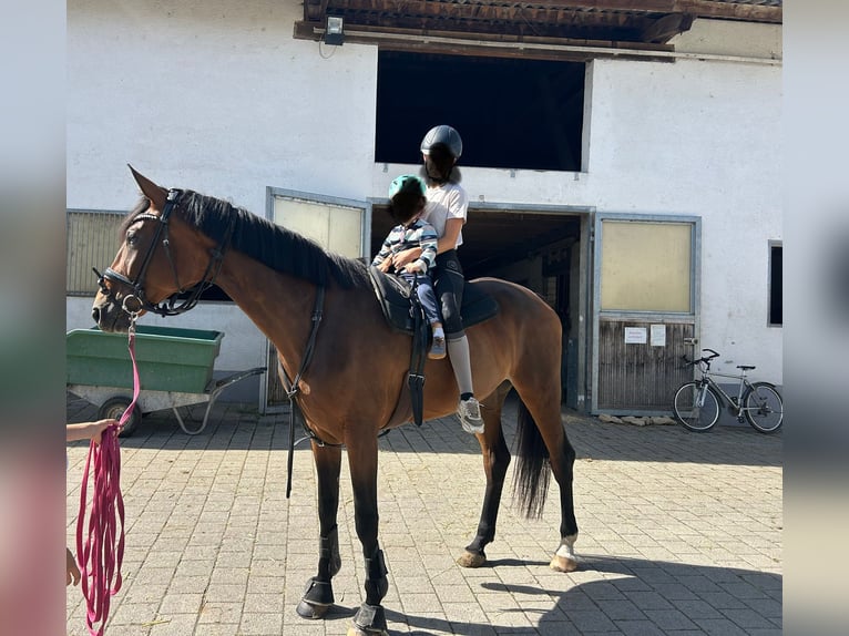 Wuerttemberg Mare 5 years 17 hh Brown in Neuenburg am Rhein