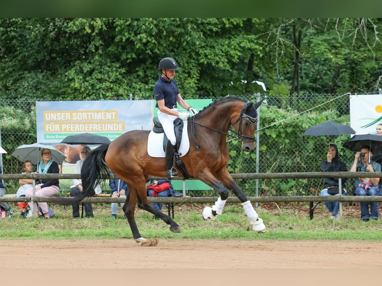 Wuerttemberg Mare 5 years 17 hh Brown in Neuenburg am Rhein