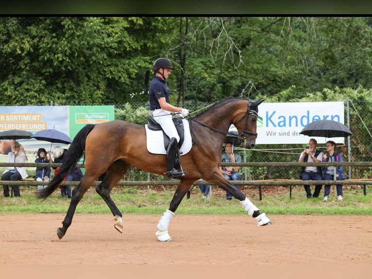 Wuerttemberg Mare 5 years 17 hh Brown in Neuenburg am Rhein