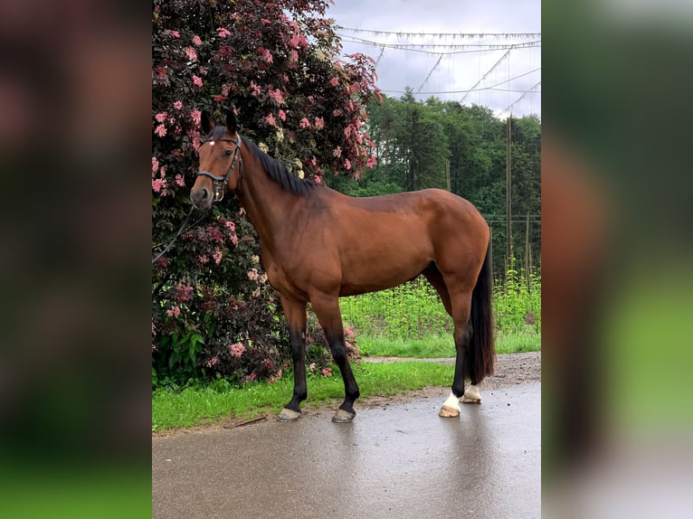 Wuerttemberg Mare 6 years 15,3 hh Brown in Ravensburg