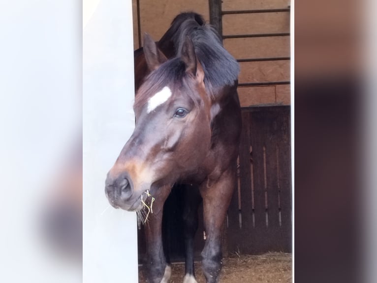 Wuerttemberg Mare 6 years 16,1 hh Smoky-Black in Vörstetten