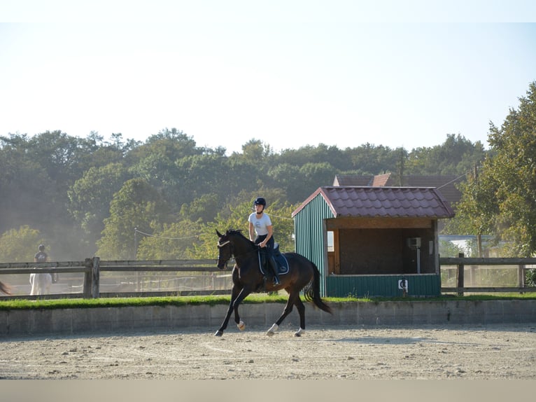 Wuerttemberg Mare 6 years 16,2 hh Bay-Dark in Münster