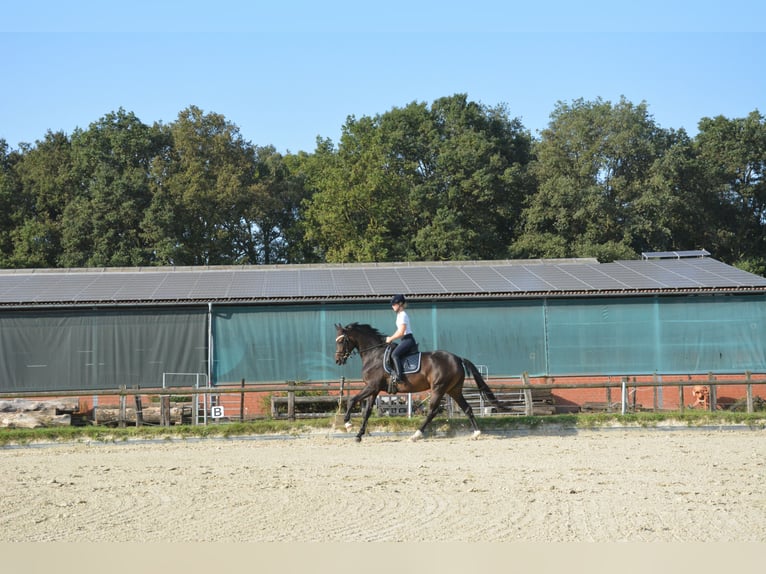 Wuerttemberg Mare 6 years 16,2 hh Bay-Dark in Münster