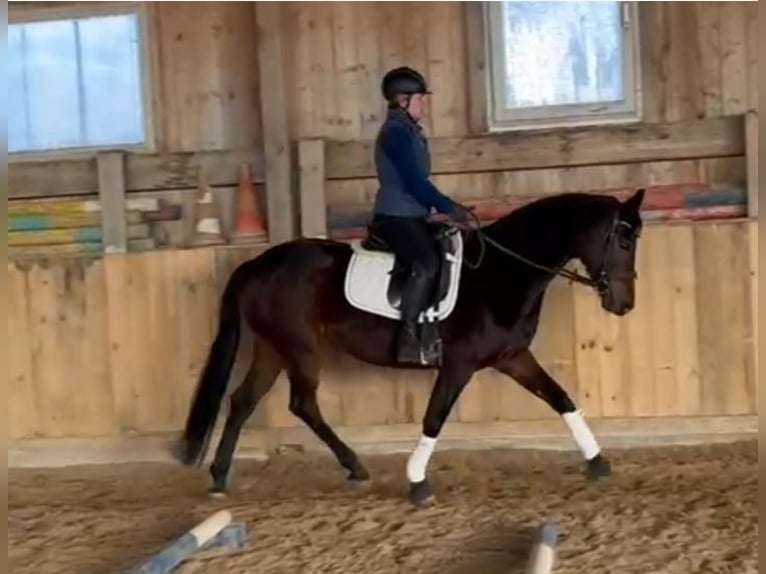 Wuerttemberg Mare 6 years 16 hh Bay-Dark in Crailsheim