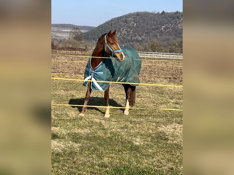 Wuerttemberg Mare 6 years 16 hh Chestnut-Red in Lohr am Main