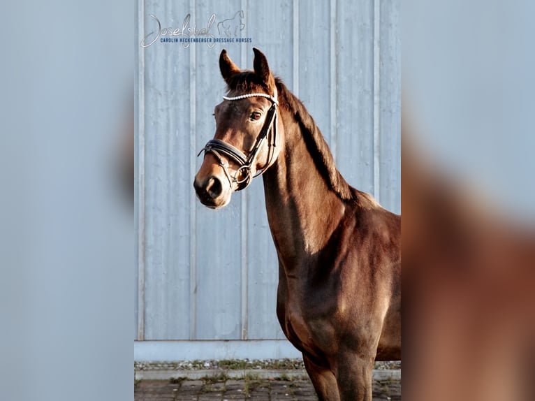 Wuerttemberg Mare 6 years 16,1 hh Brown in Oberstadion
