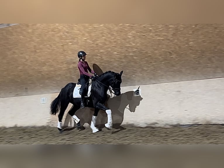 Wuerttemberg Mare 7 years 16,1 hh Black in Wehringen