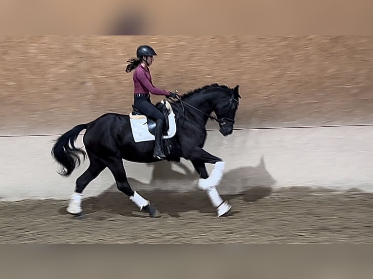 Wuerttemberg Mare 7 years 16,1 hh Black in Wehringen