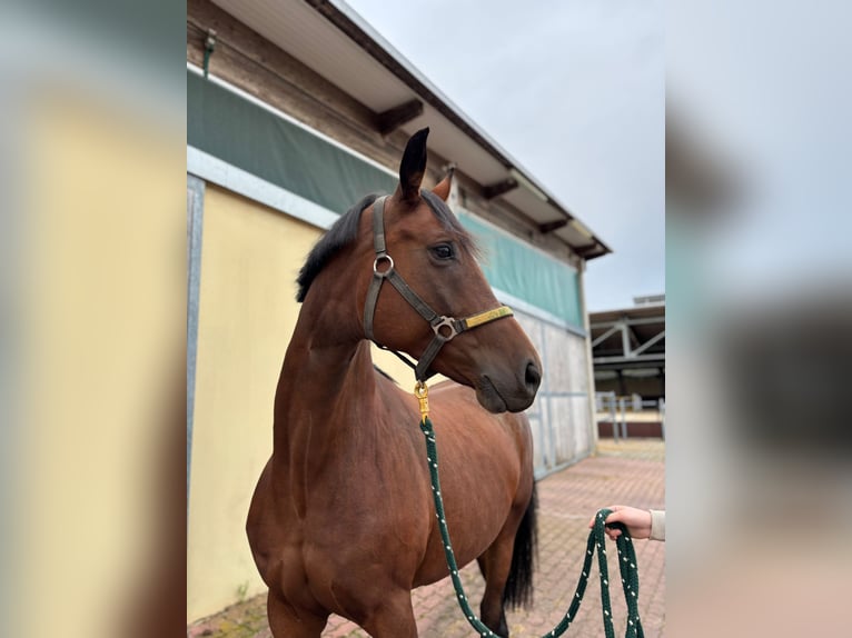 Wuerttemberg Mare 7 years 16.1 hh Brown in Walzbachtal