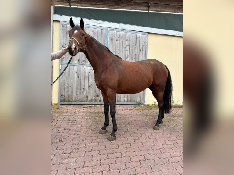 Wuerttemberg Mare 7 years 16.1 hh Brown in Walzbachtal